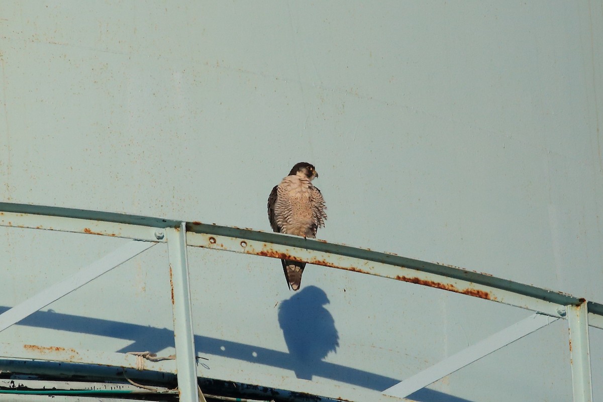 Peregrine Falcon - ML192273961