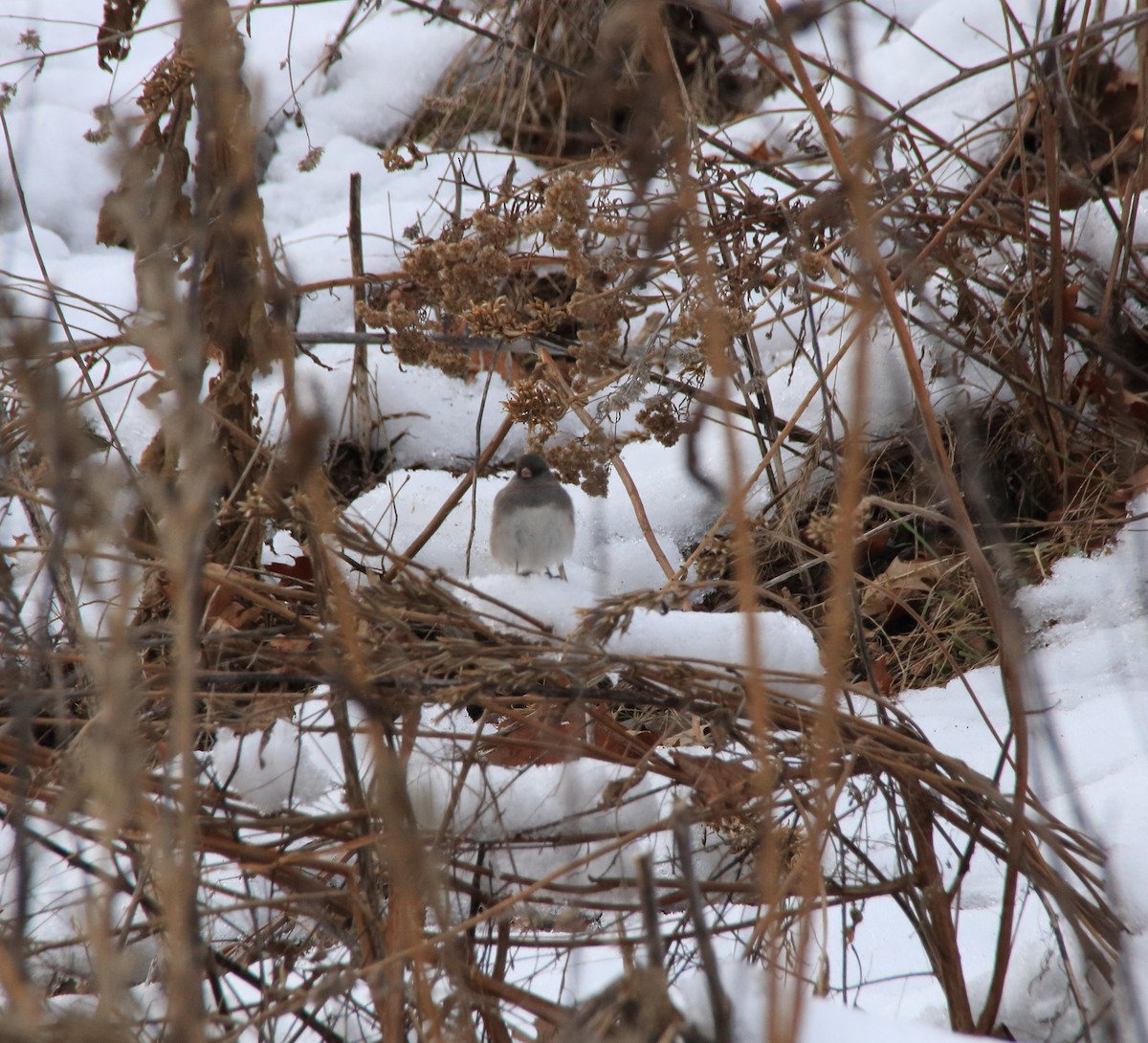 Dark-eyed Junco - ML192274031