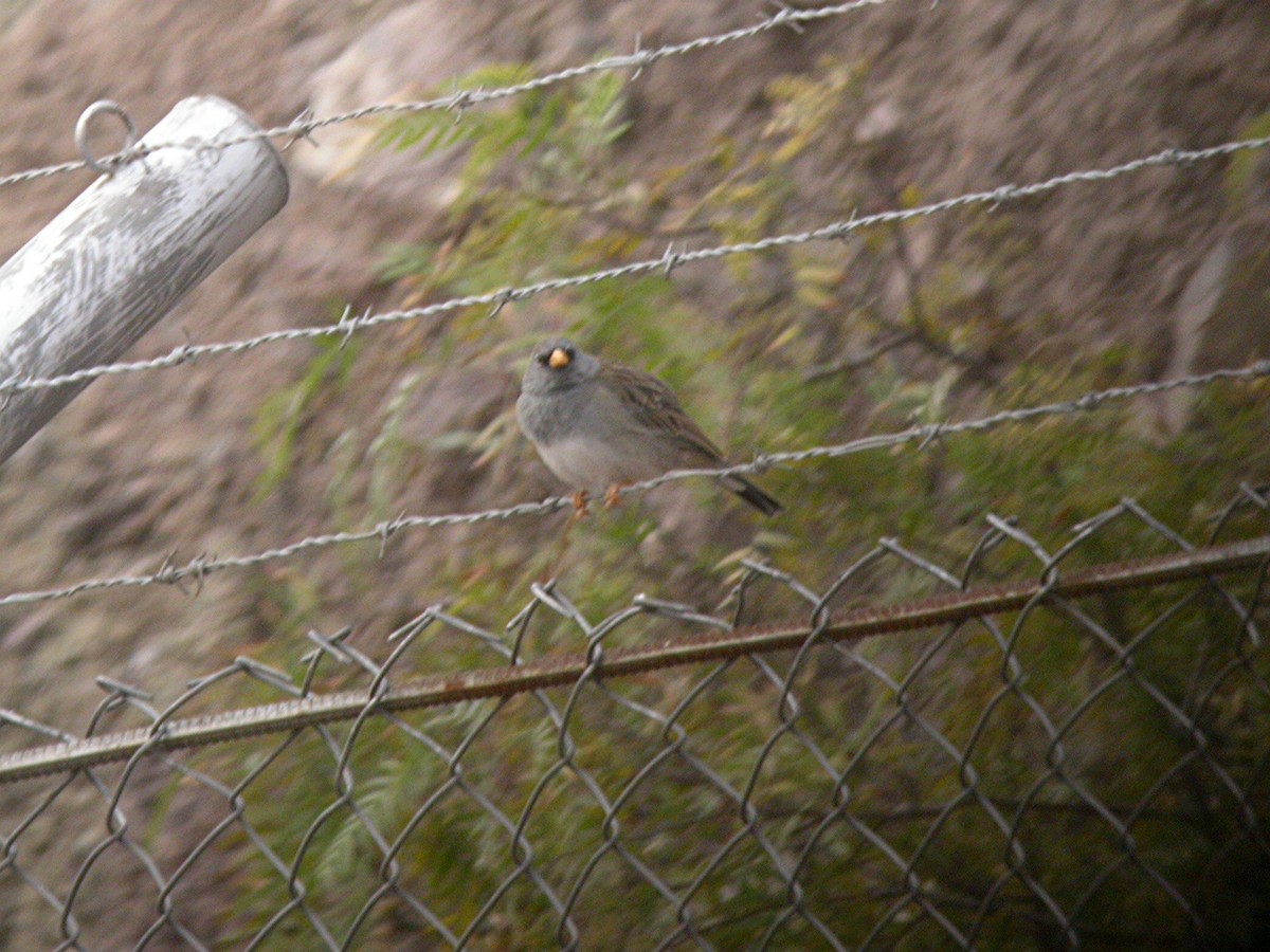 Band-tailed Sierra Finch - ML192274191