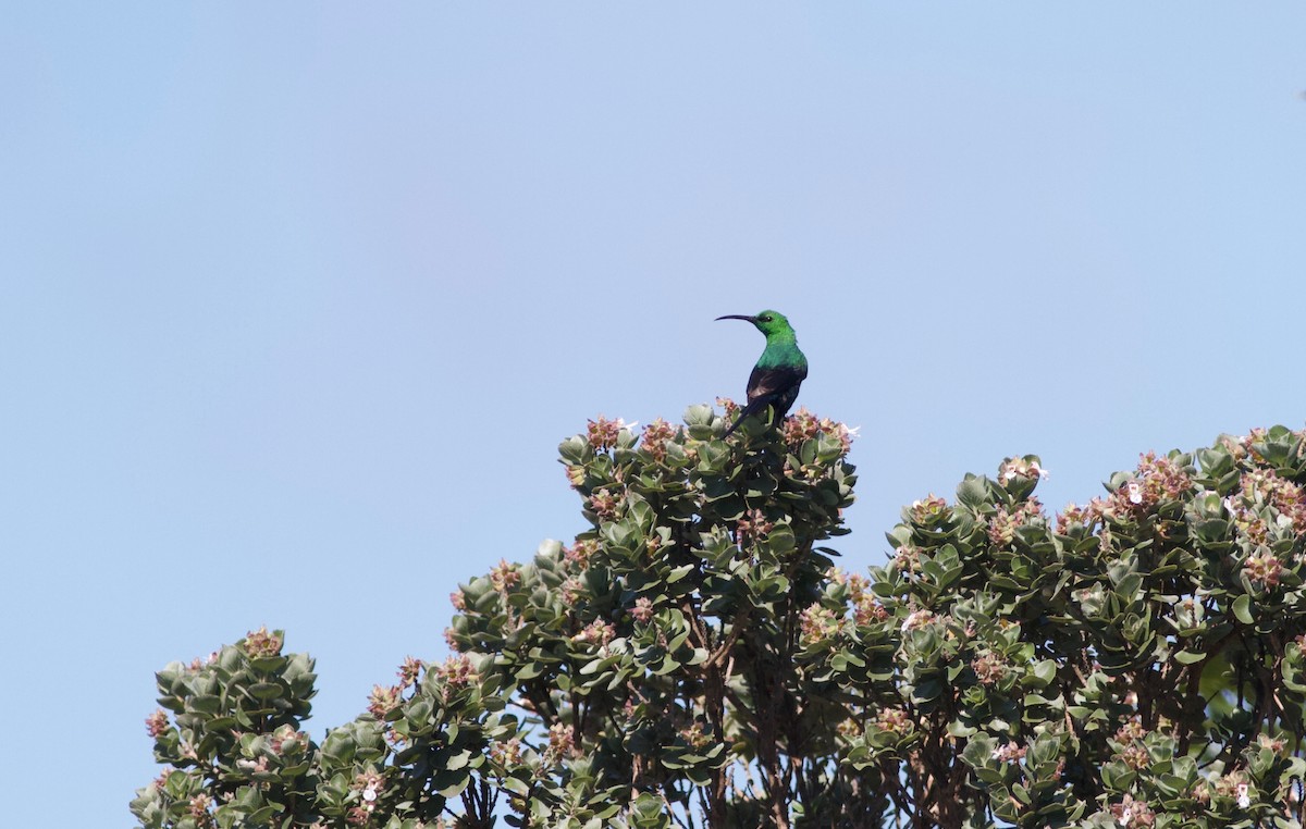 Malachite Sunbird - ML192275601