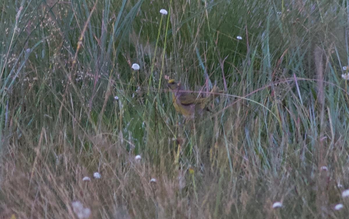 Serin du Cap - ML192276101