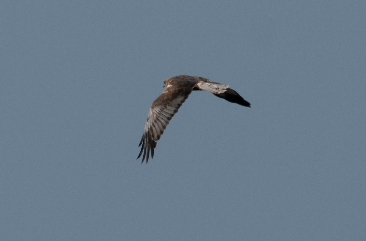 Western Marsh Harrier - ML192276711