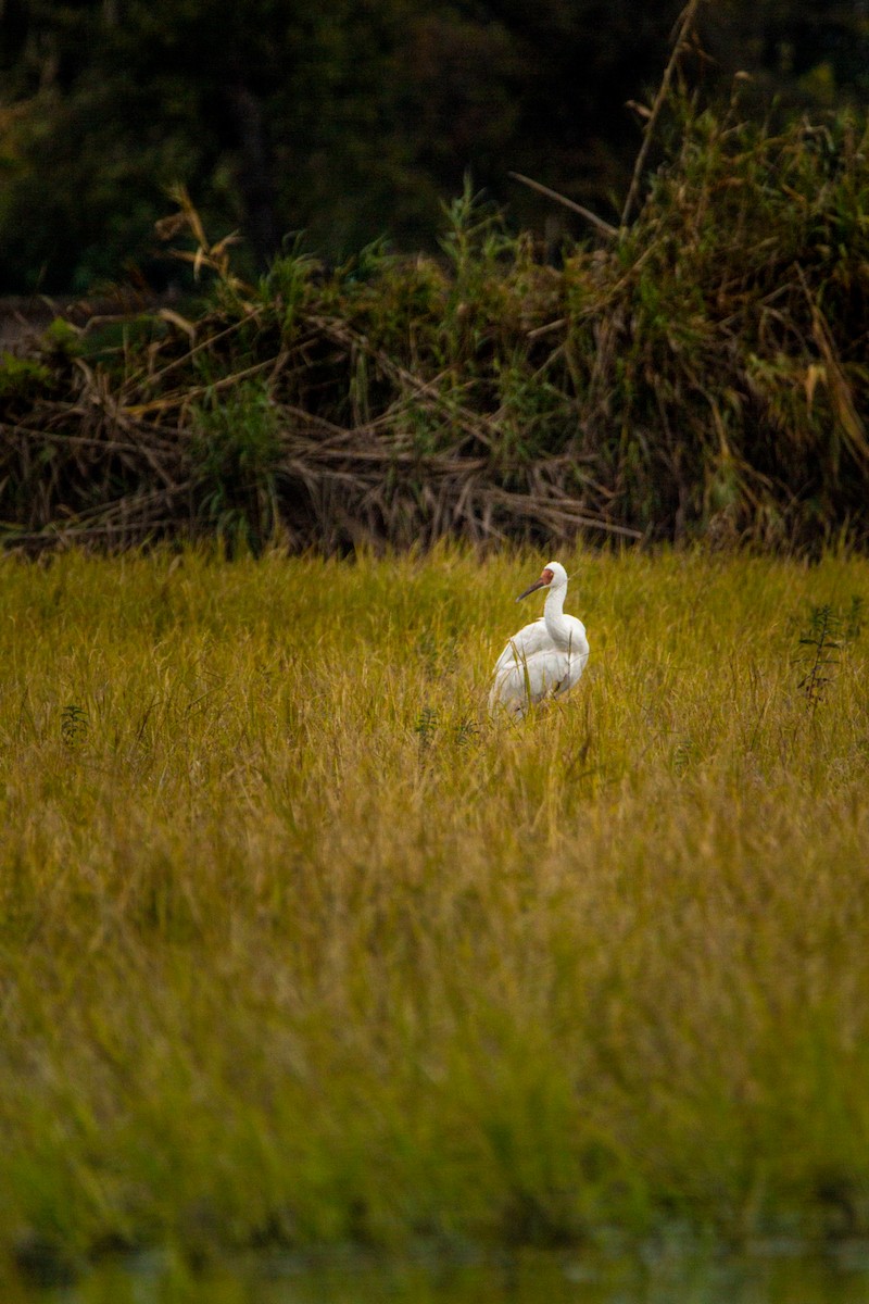 Siberian Crane - Fereydoon Gharaei