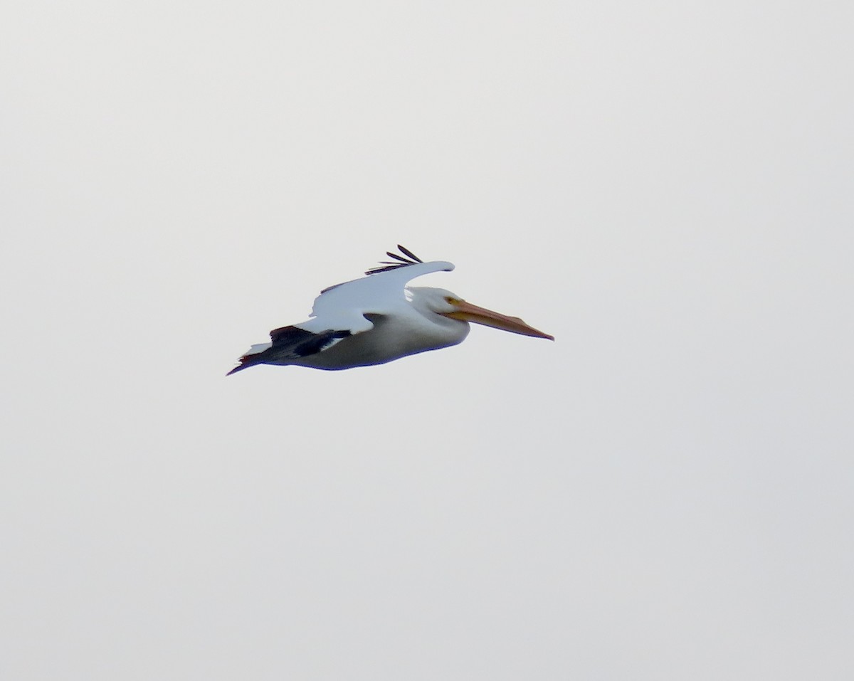 pelikán severoamerický - ML192277171