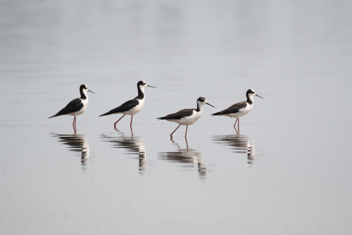 Black-necked Stilt - ML192280181