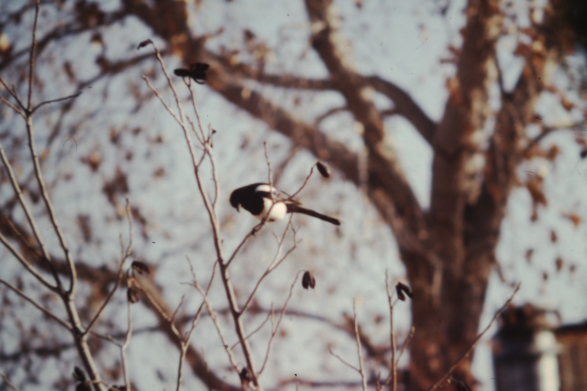 Black-billed Magpie - ML192280521