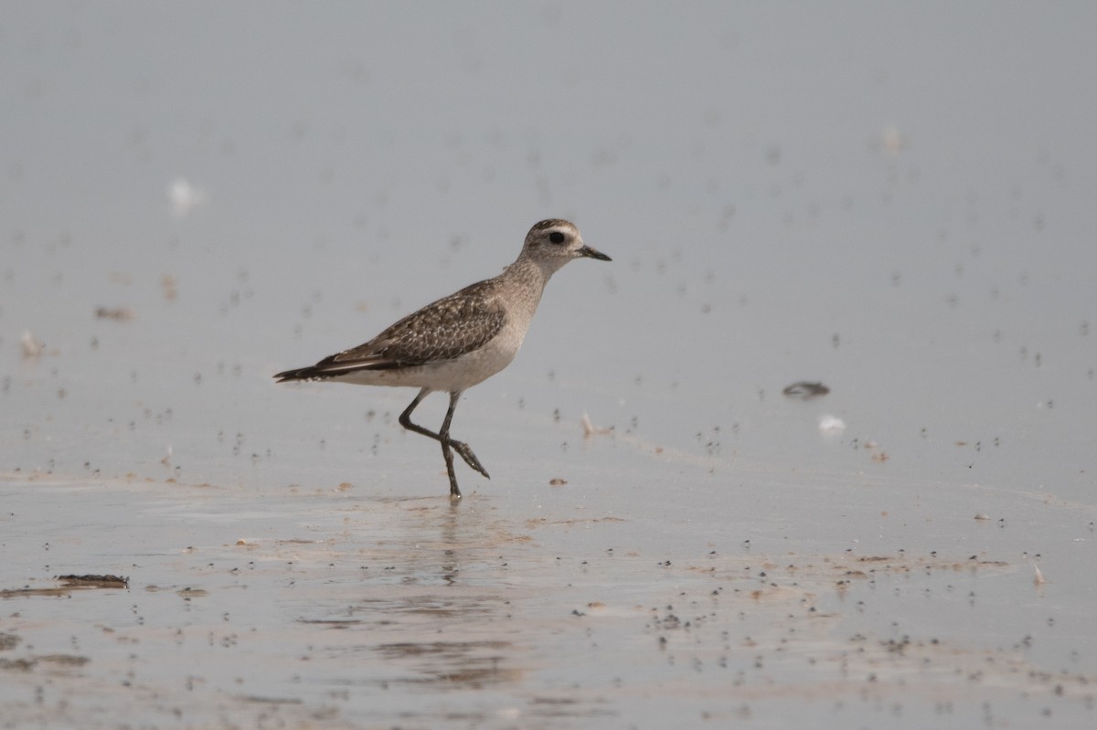 American Golden-Plover - ML192280691