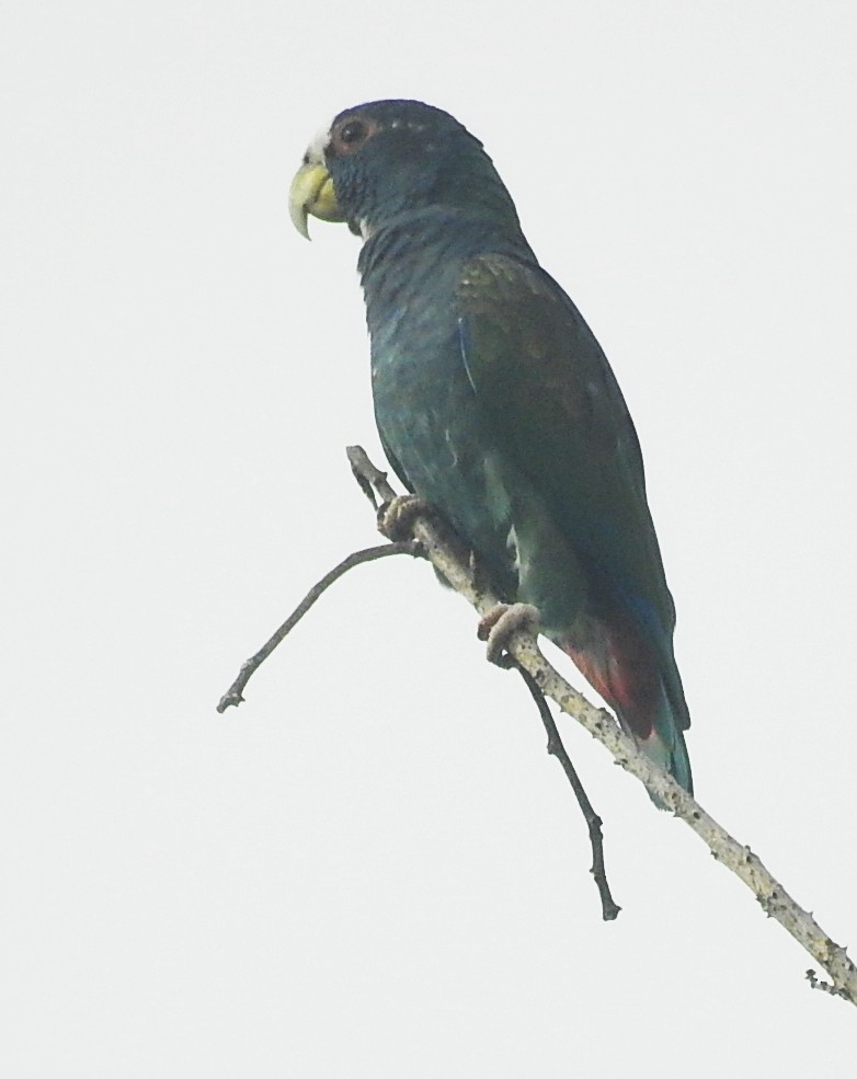 White-crowned Parrot - ML192281801
