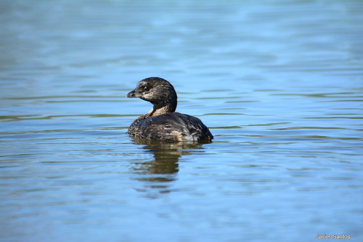 potápka americká - ML192284471