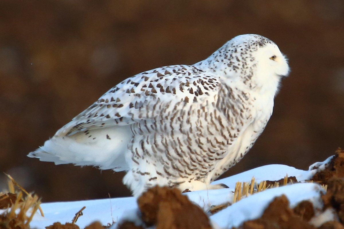 Snowy Owl - ML192285001