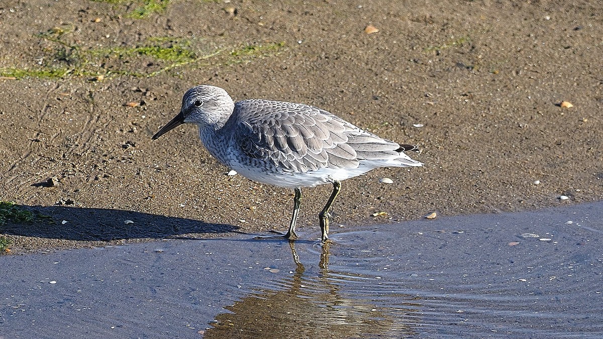 Red Knot - ML192285251