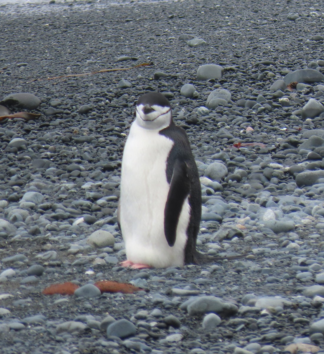 Антарктический пингвин - ML192286611