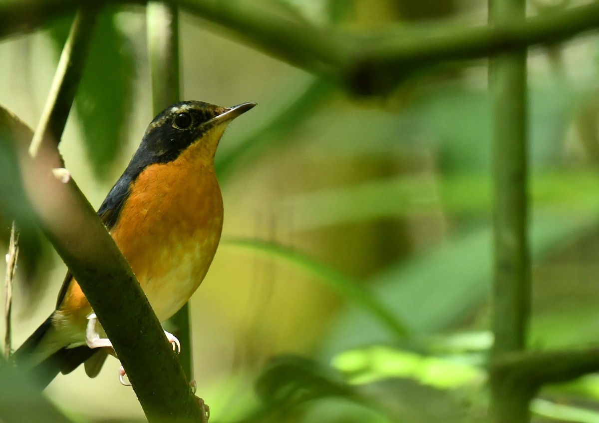 Indian Blue Robin - ML192286921