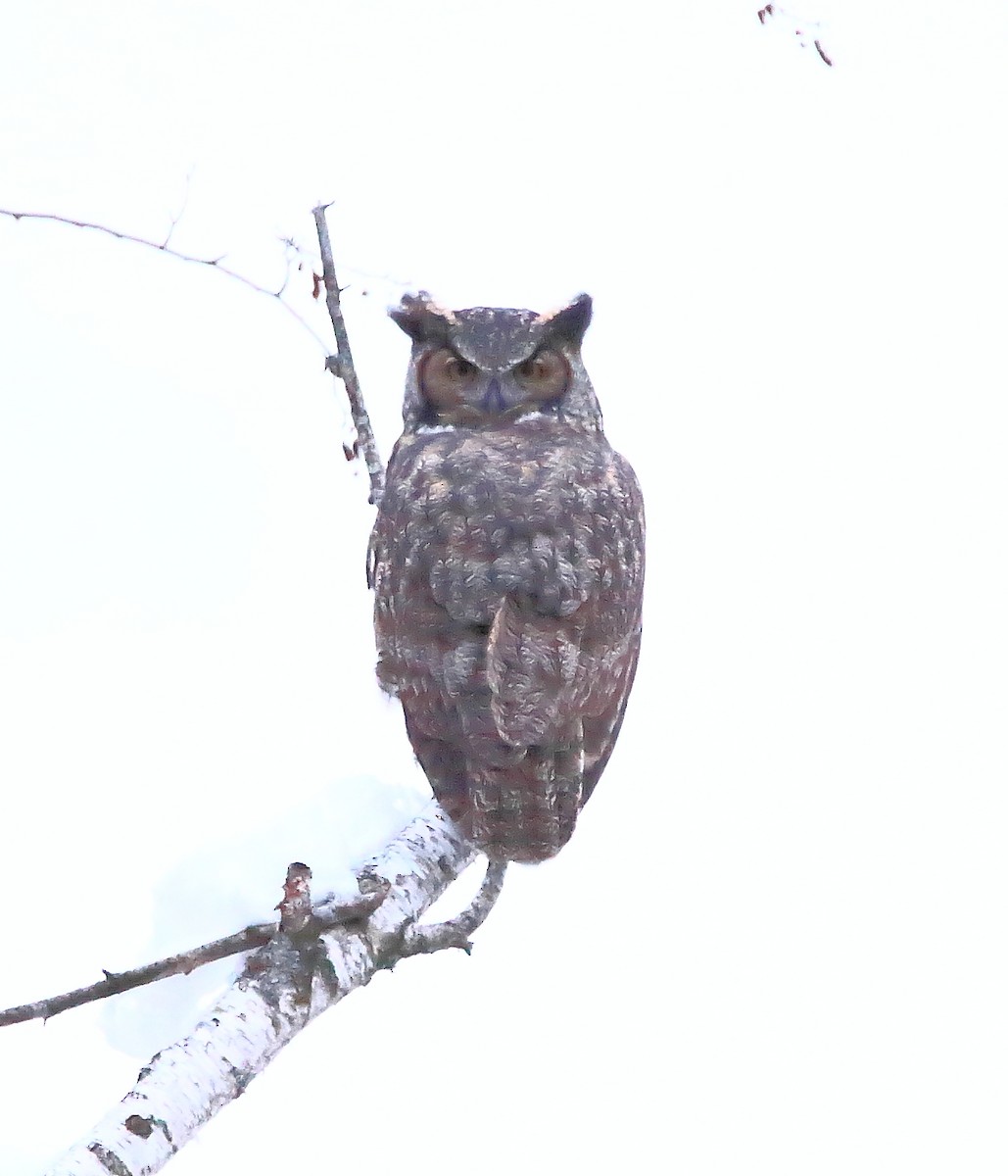 Great Horned Owl - ML192286991