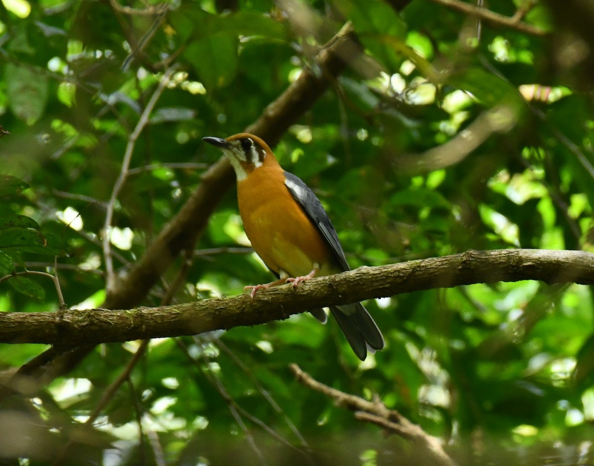 Orange-headed Thrush - Dr George P J