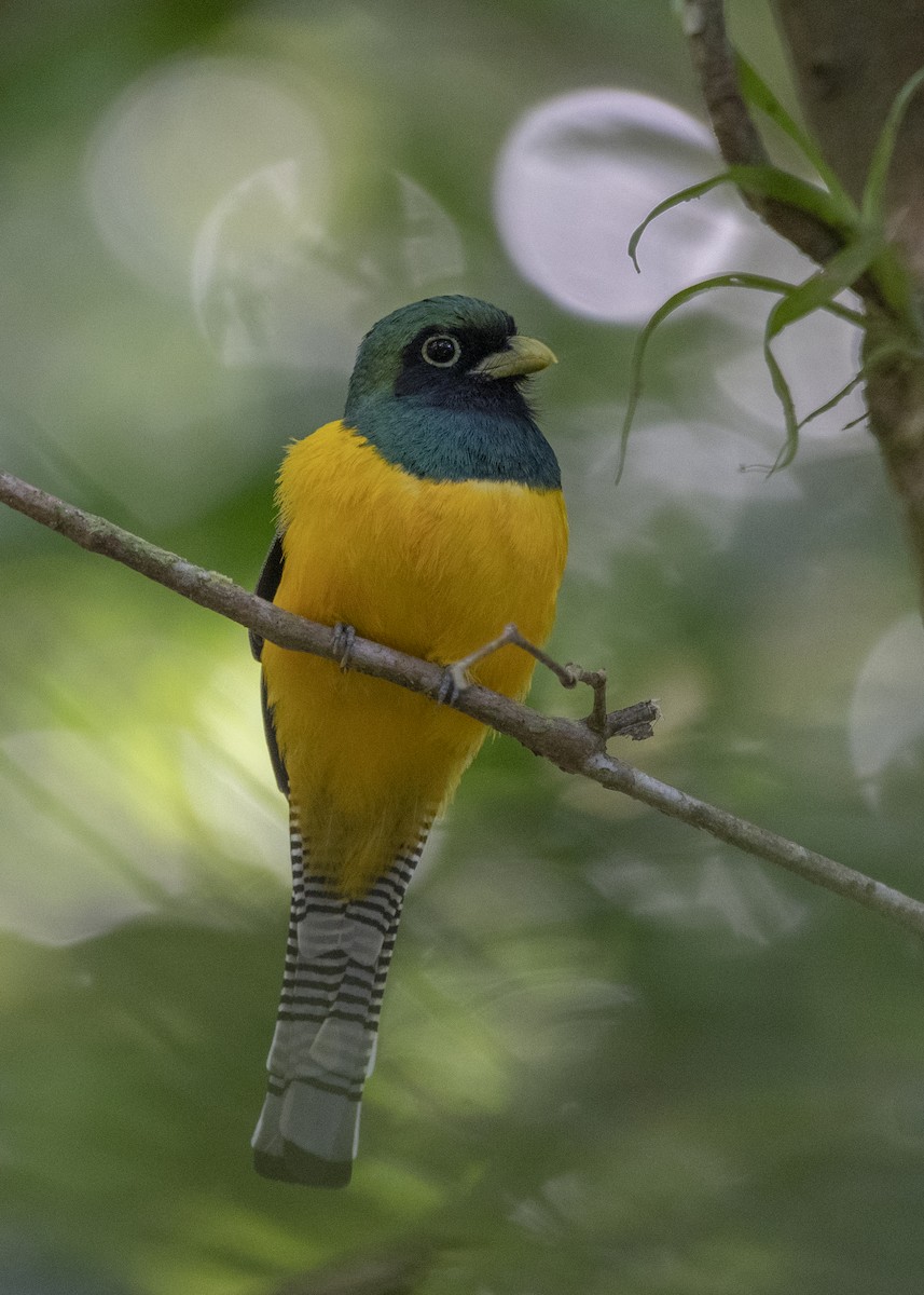 Northern Black-throated Trogon - Leandro Arias