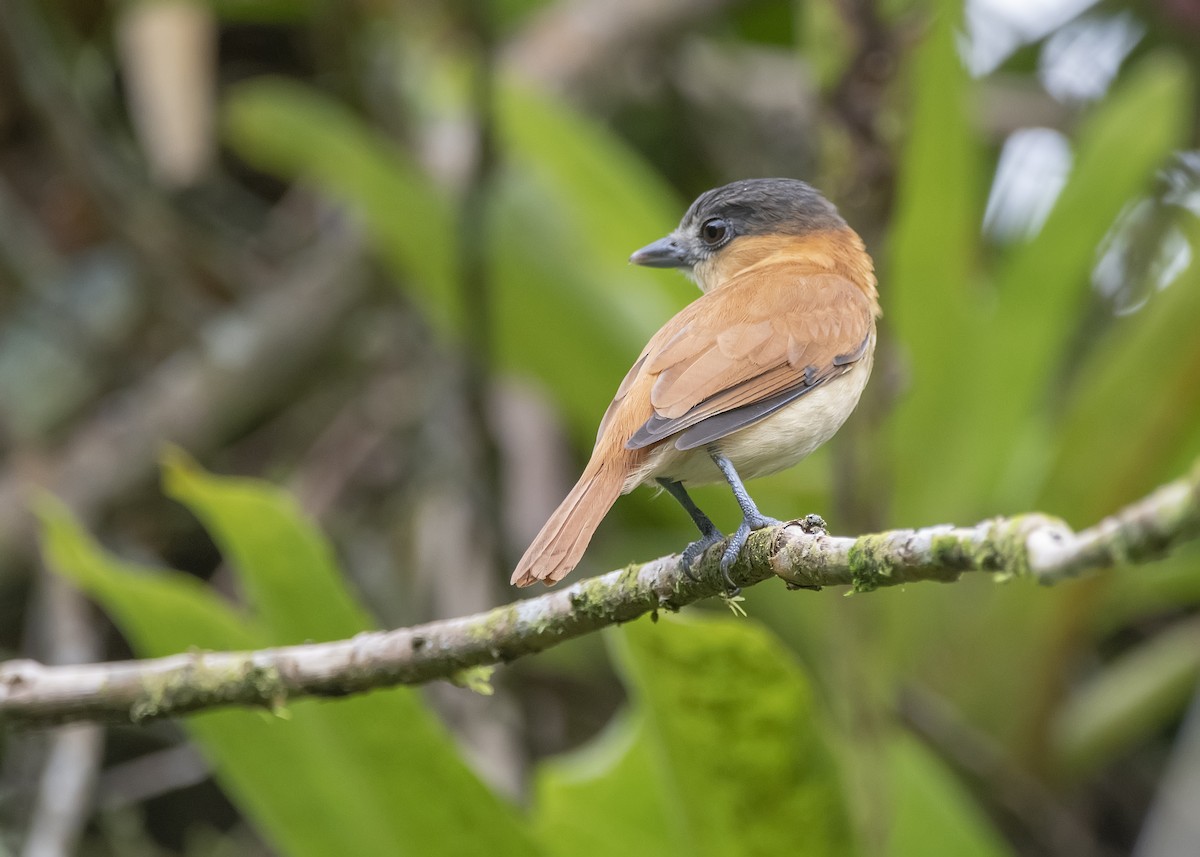 Rose-throated Becard - Leandro Arias