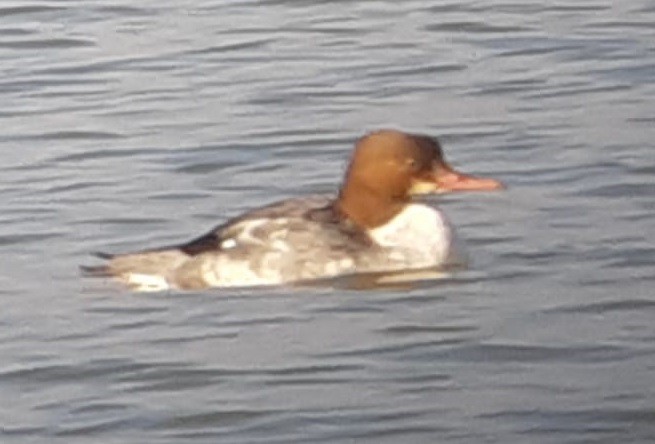 Common Merganser - ML192290311