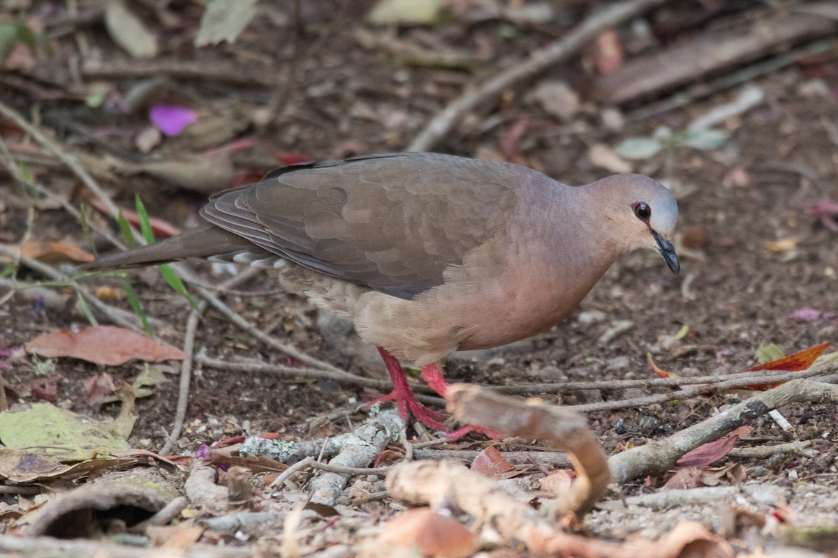 Gray-fronted Dove - ML192291431