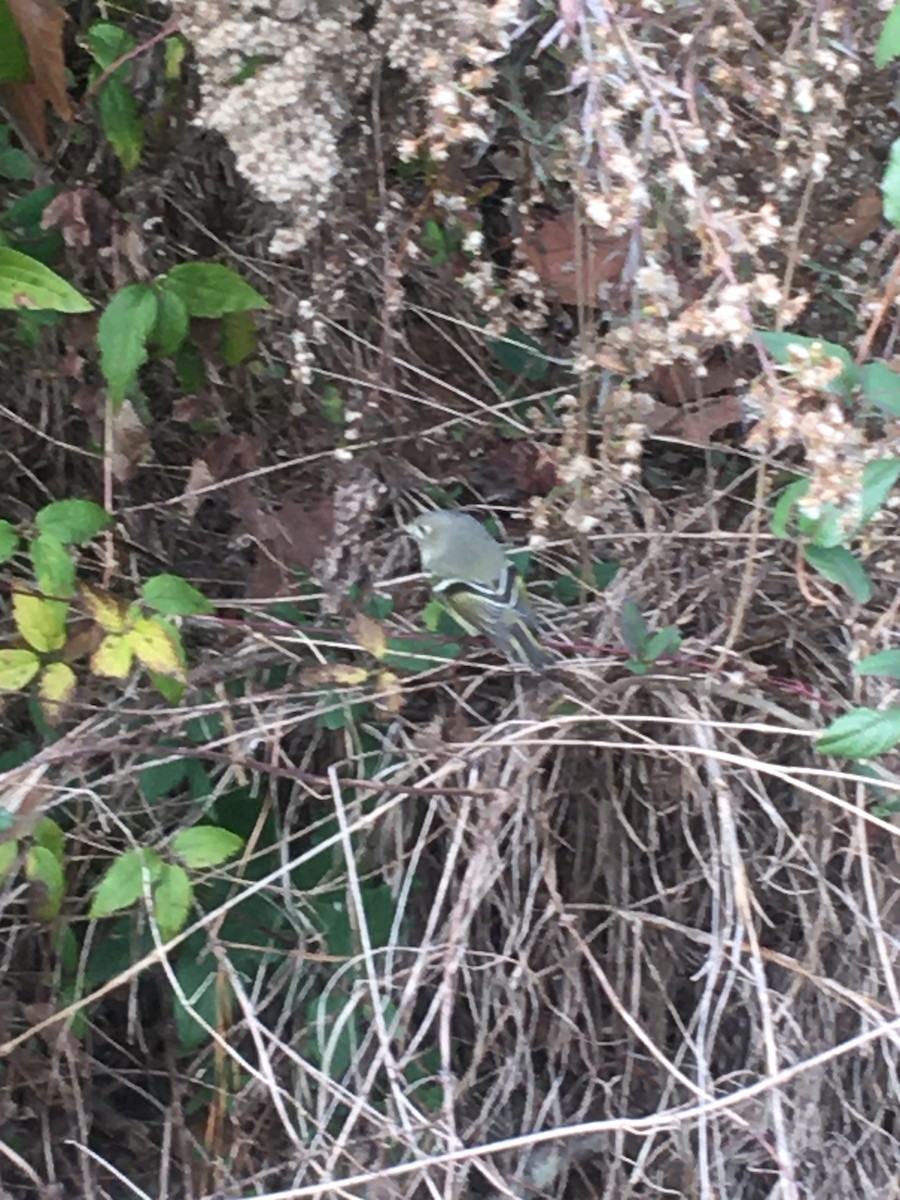 Віреон сизоголовий - ML192292651