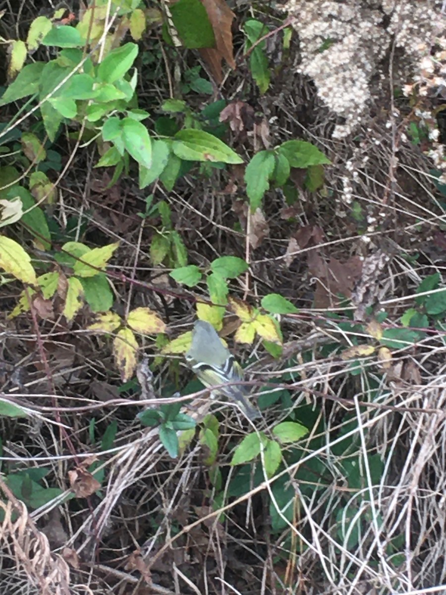 Віреон сизоголовий - ML192292661