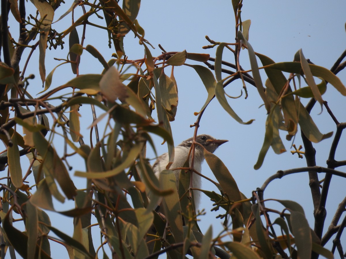 medosavka ozdobná - ML192292701