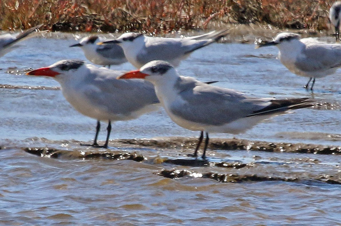 Caspian Tern - ML192294111