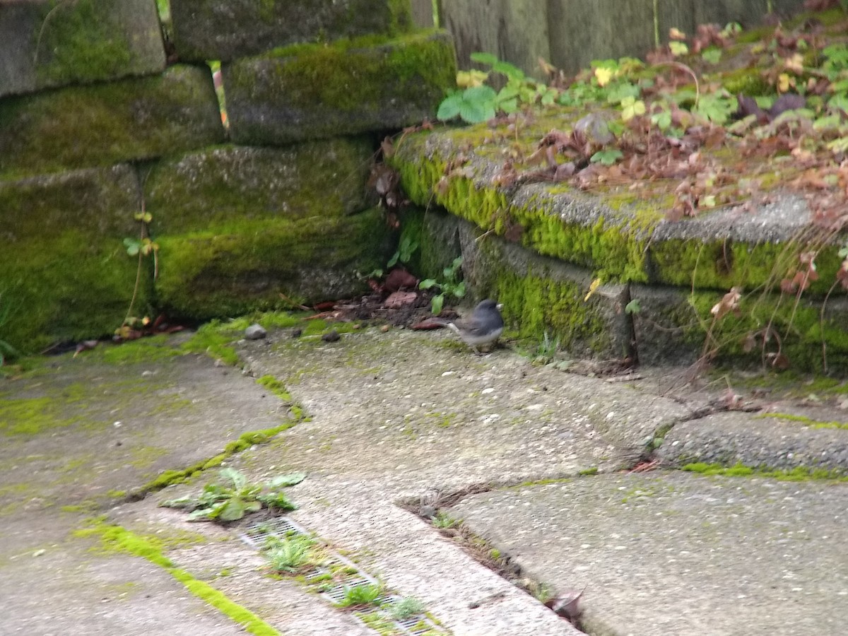 Dark-eyed Junco (Slate-colored) - ML192294461