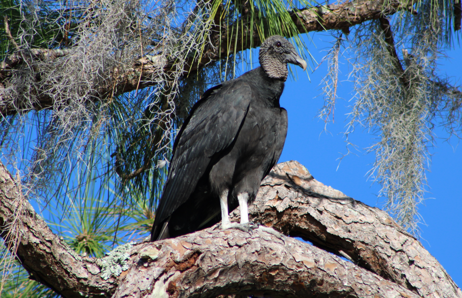 Black Vulture - Derek LaFlamme