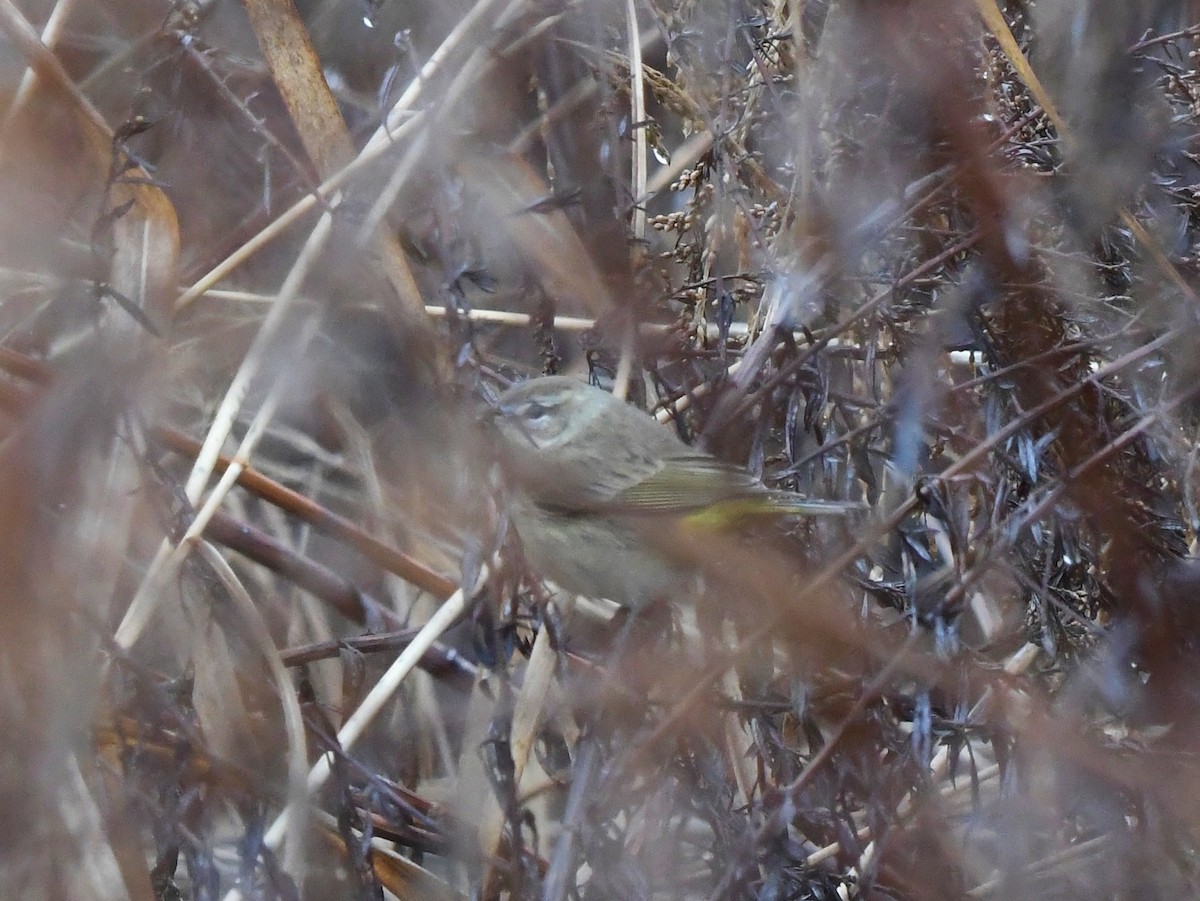 Palmiye Ötleğeni (palmarum) - ML192295461