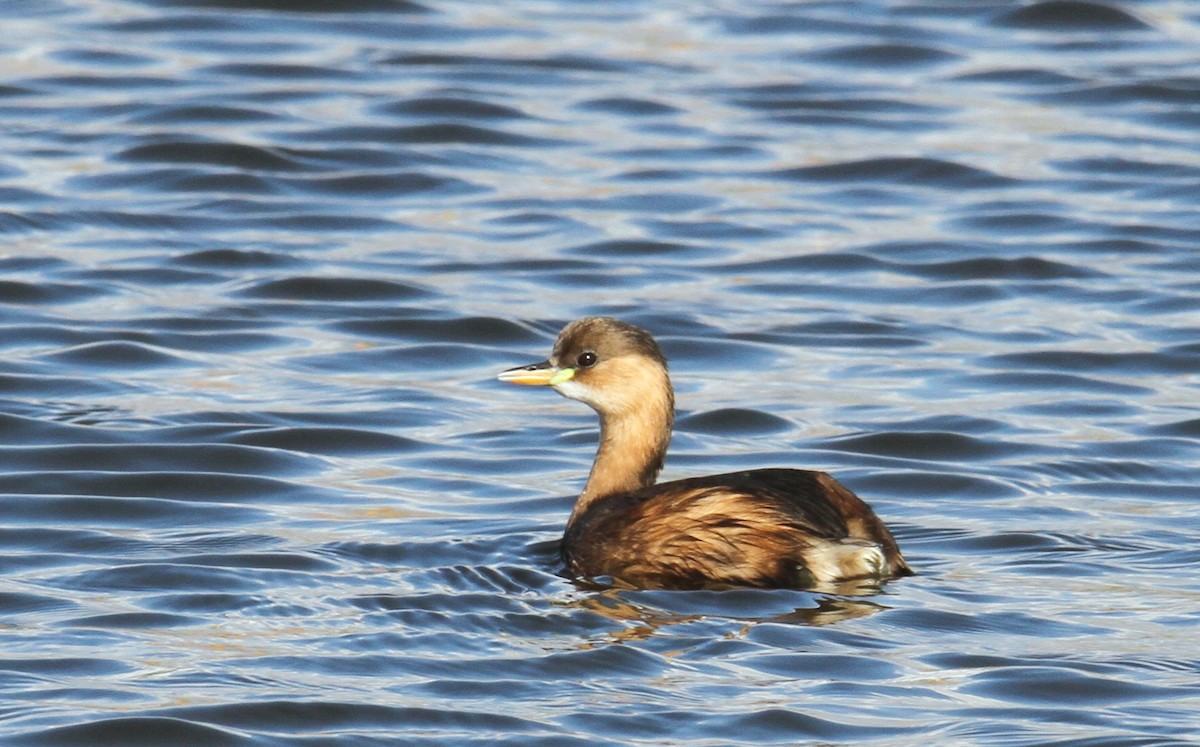 Little Grebe - ML192295671