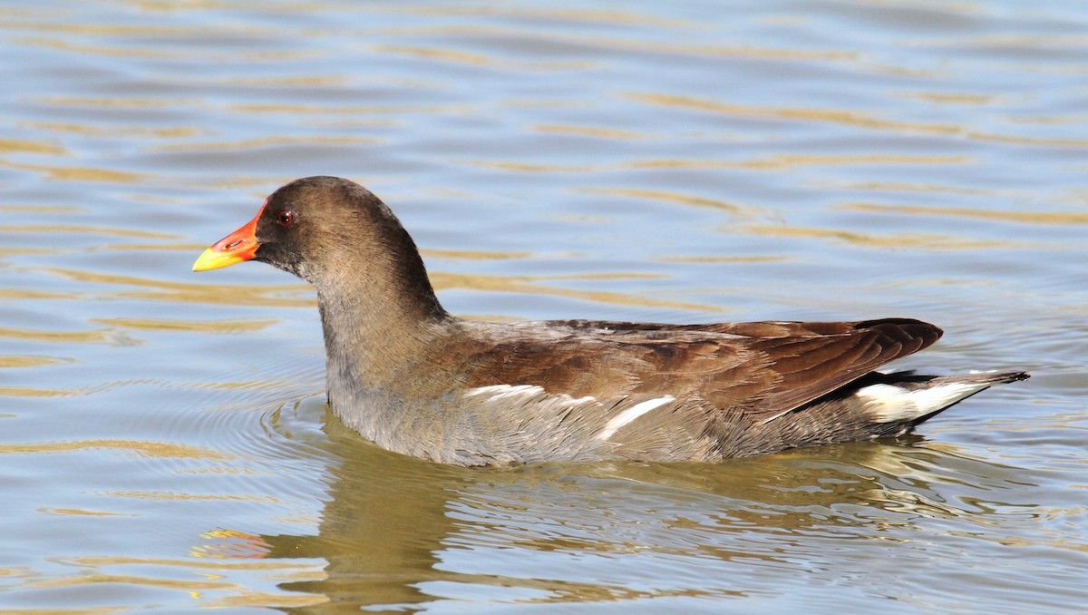 Uroilo arrunta - ML192295841