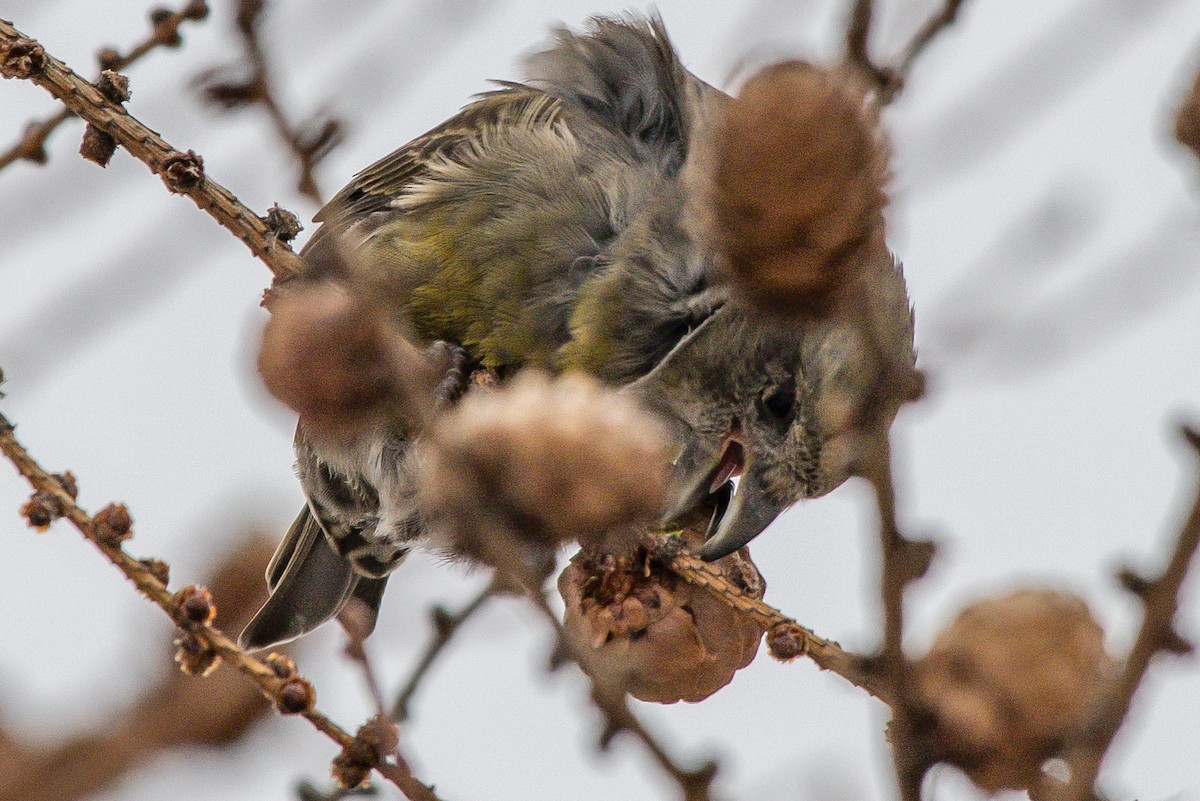 Red Crossbill - ML192299251