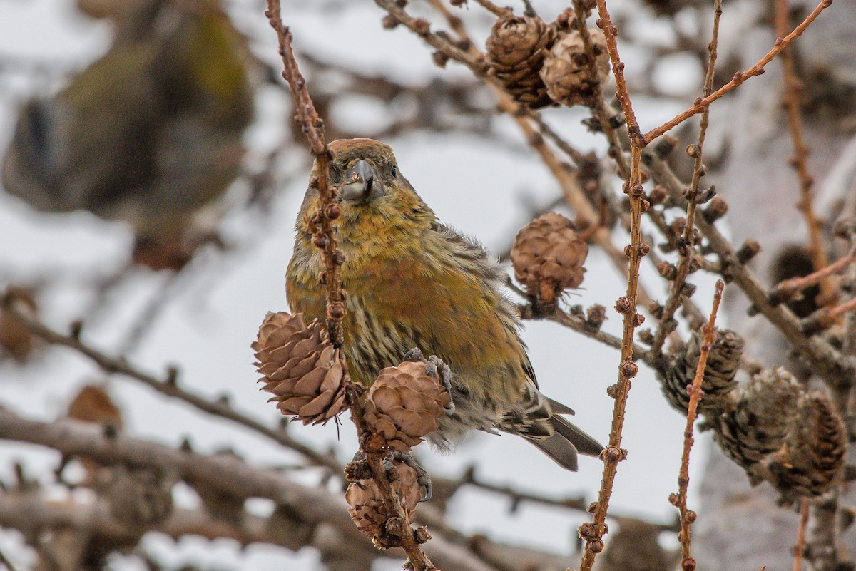 Red Crossbill - ML192299281