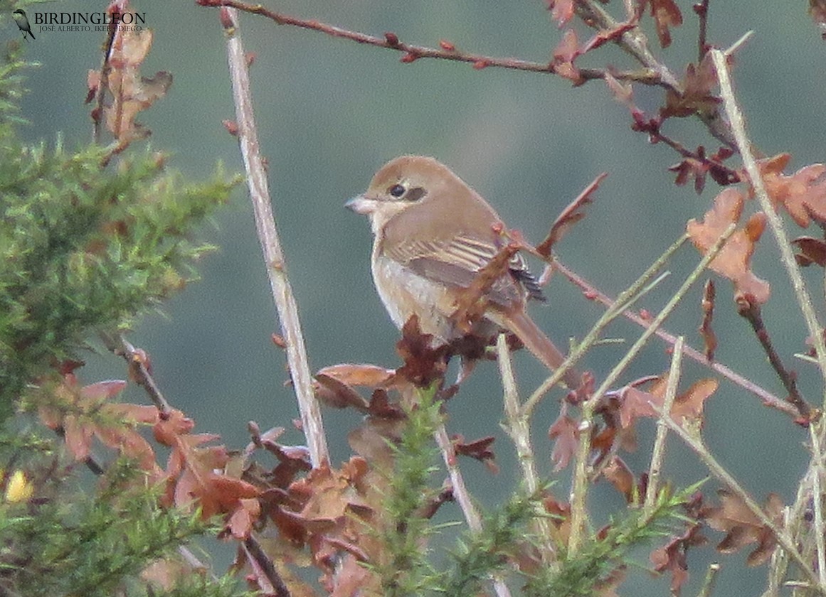 Brown Shrike - ML192300311