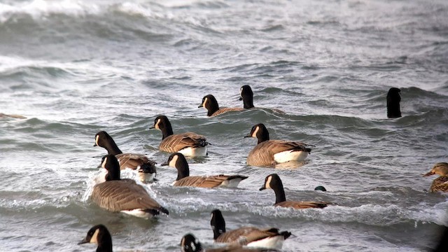 Canada Goose - ML192301611