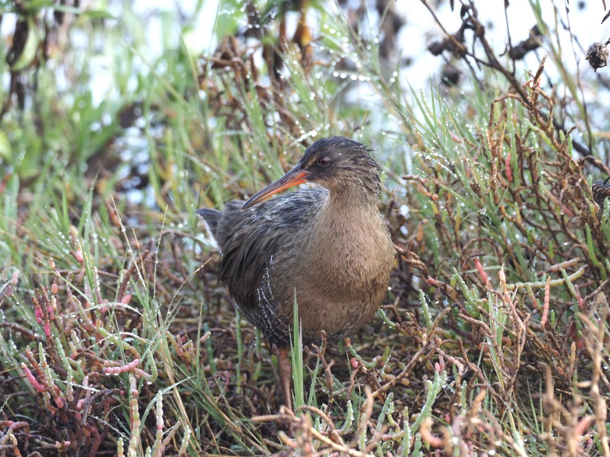 Ridgway's Rail (San Francisco Bay) - Cin-Ty Lee