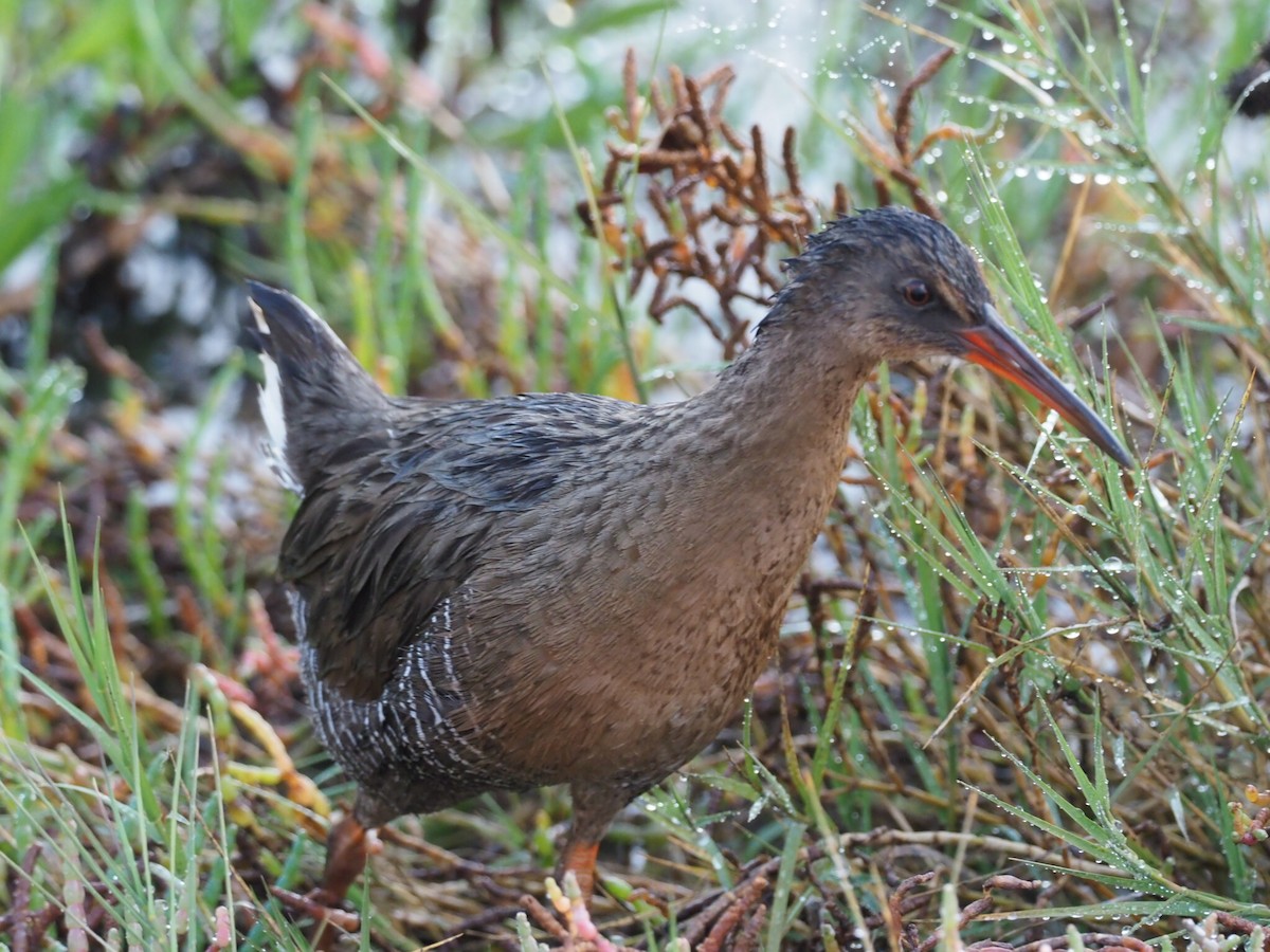 Ridgway's Rail (San Francisco Bay) - Cin-Ty Lee