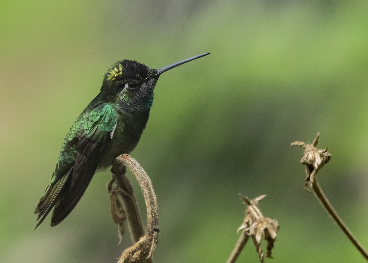 Violettkron-Brillantkolibri - ML192301691