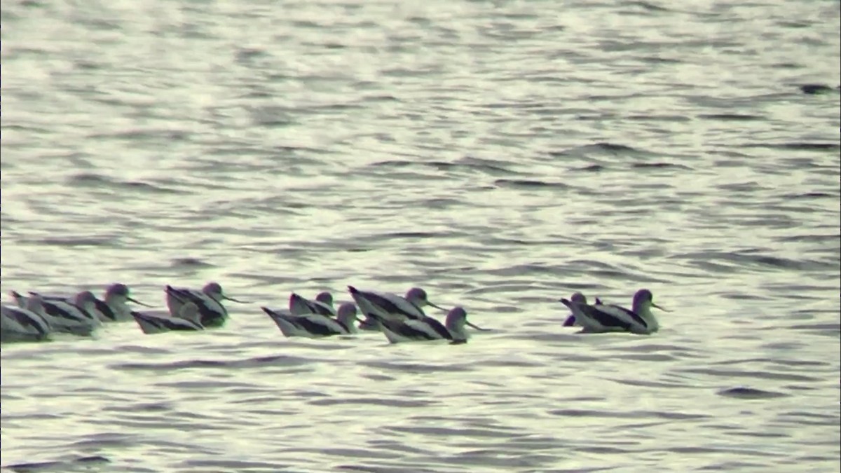 American Avocet - ML192303631
