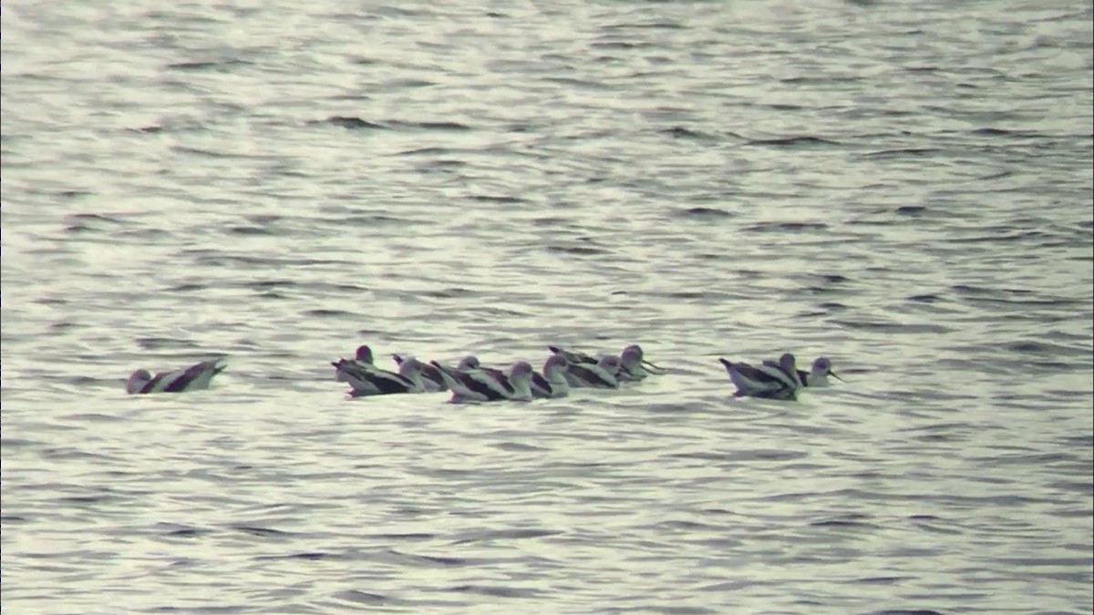 American Avocet - ML192303641