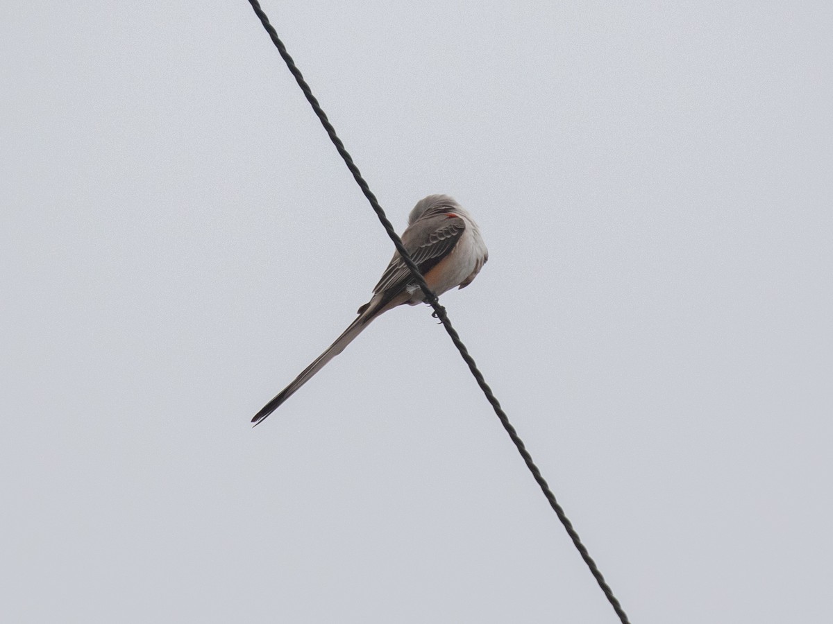 Scissor-tailed Flycatcher - Bruce Aird