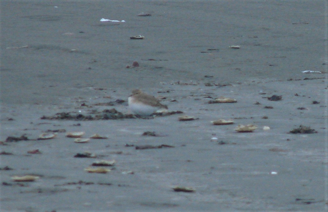 Mountain Plover - ML192305021