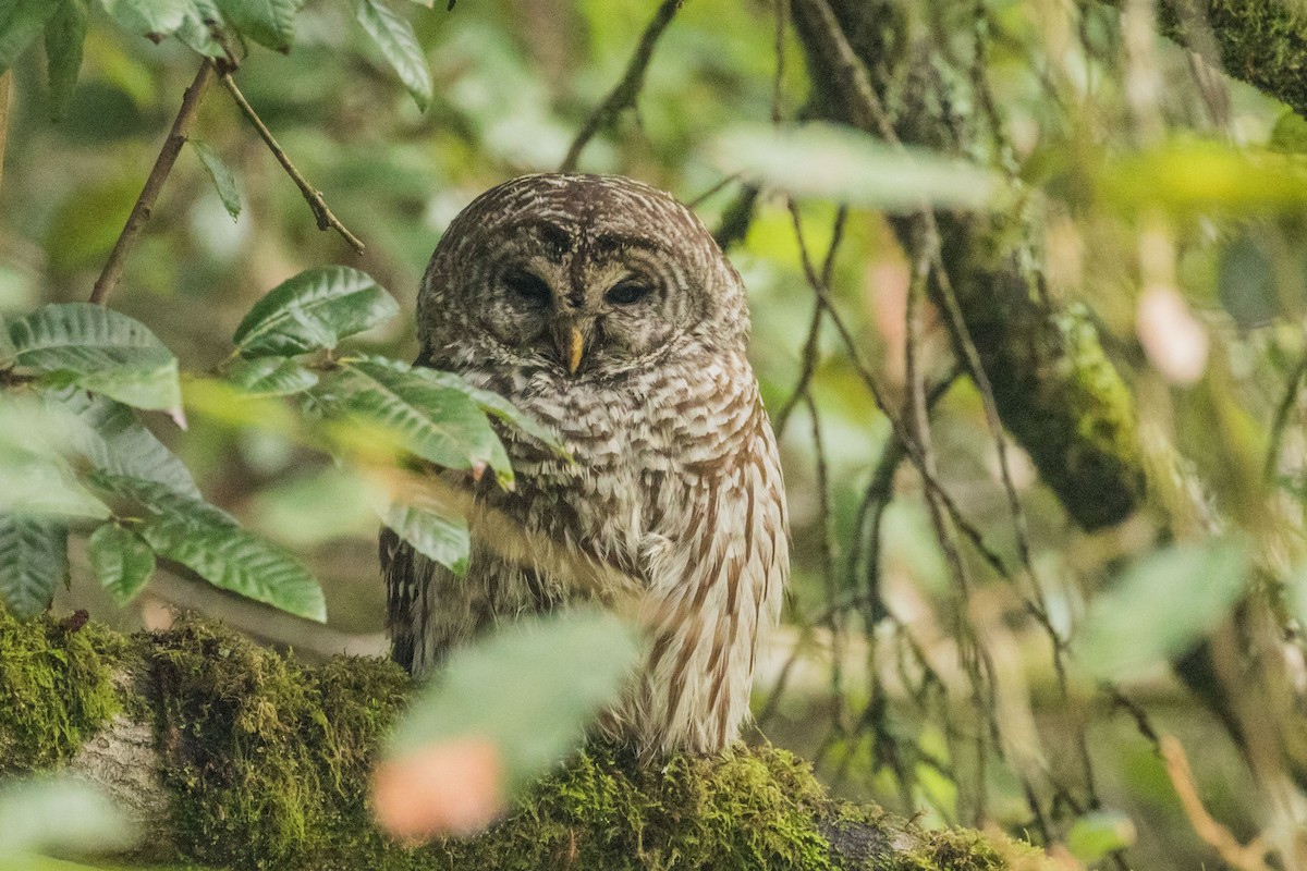 Barred Owl - ML192308221