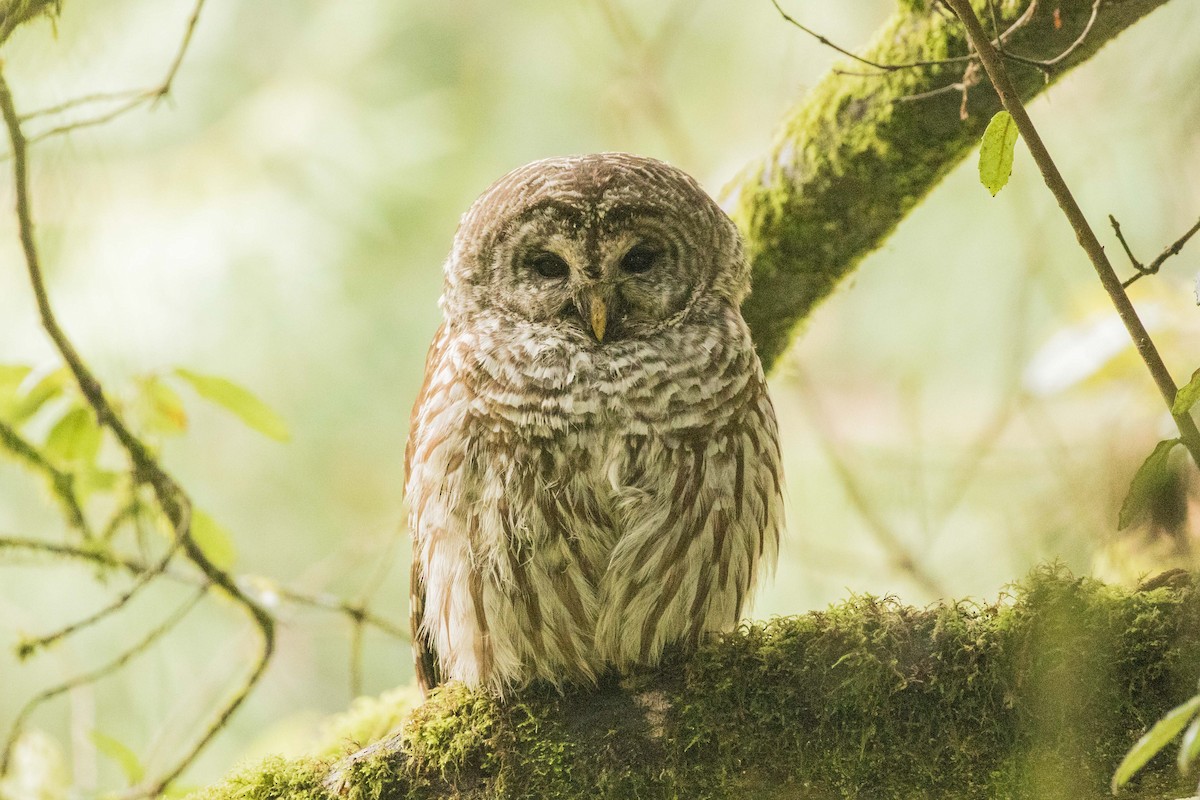 Barred Owl - ML192308241