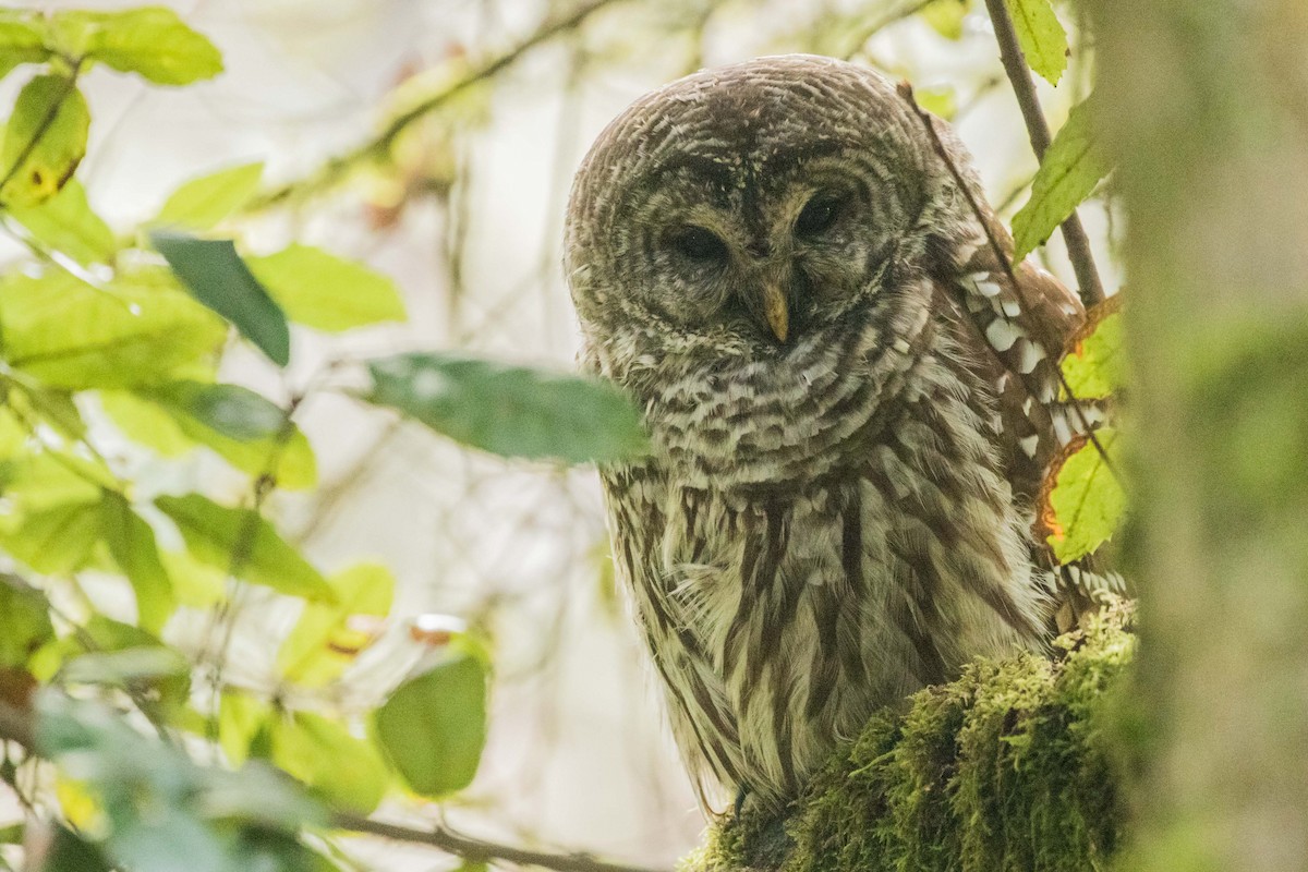 Barred Owl - ML192308261