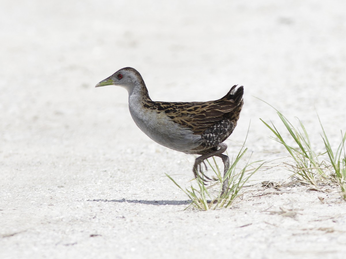 Ash-throated Crake - Alex Mesquita