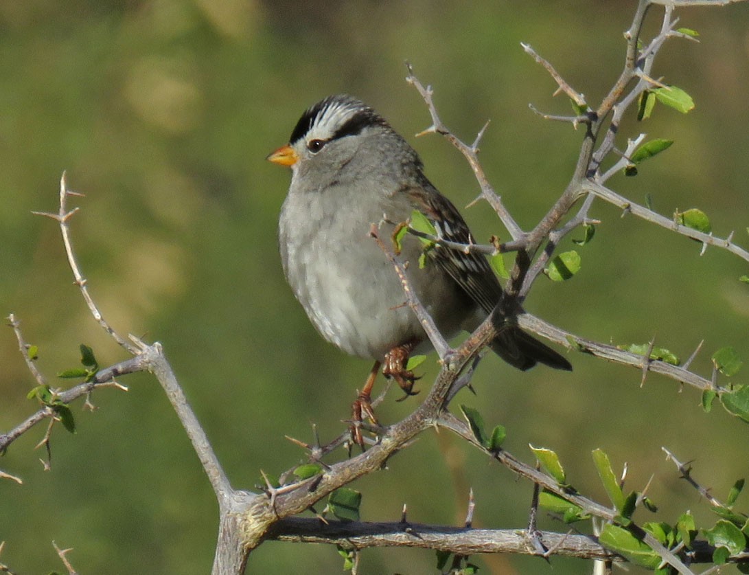 White-crowned Sparrow - Cathy Beck