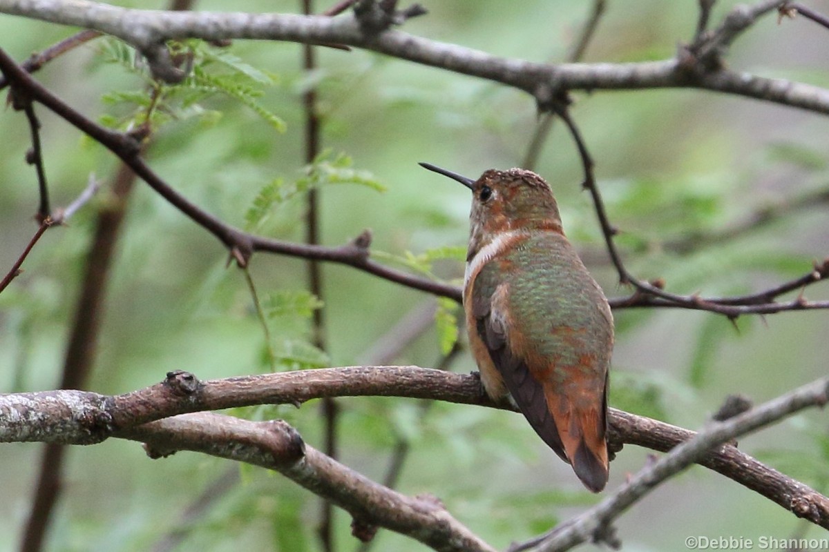 Rufous Hummingbird - ML192308781