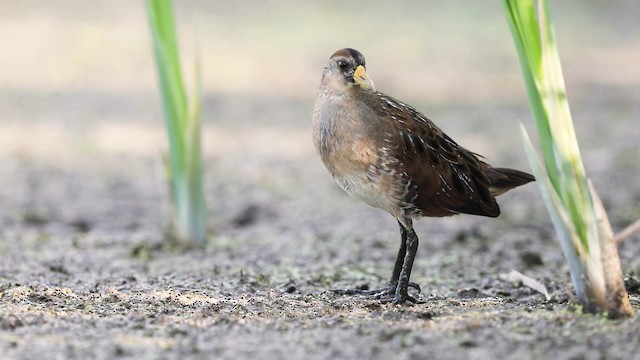 Polluela Sora - ML192310031